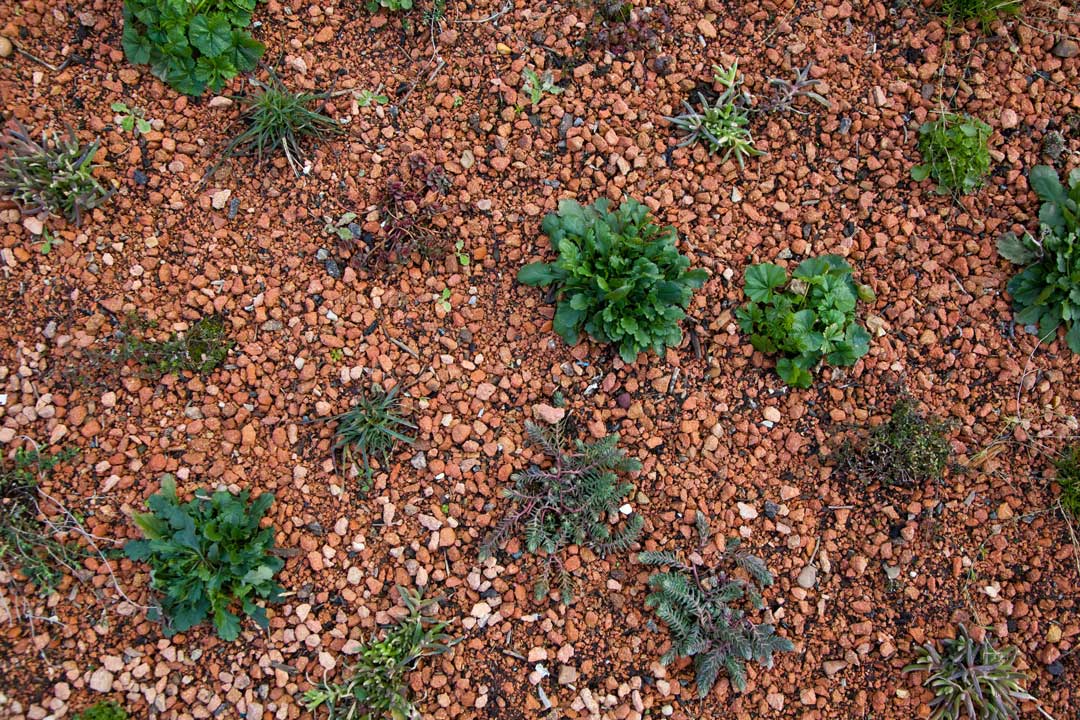 How To Establish Plants On A Green Roof Green Roof Organisation