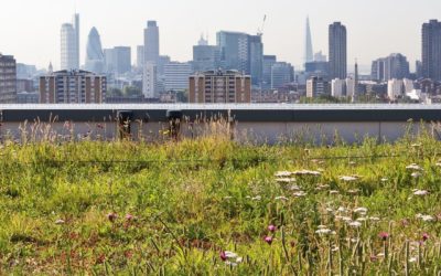 NFRC Urges Bold Action on Sustainable Roofing Technology