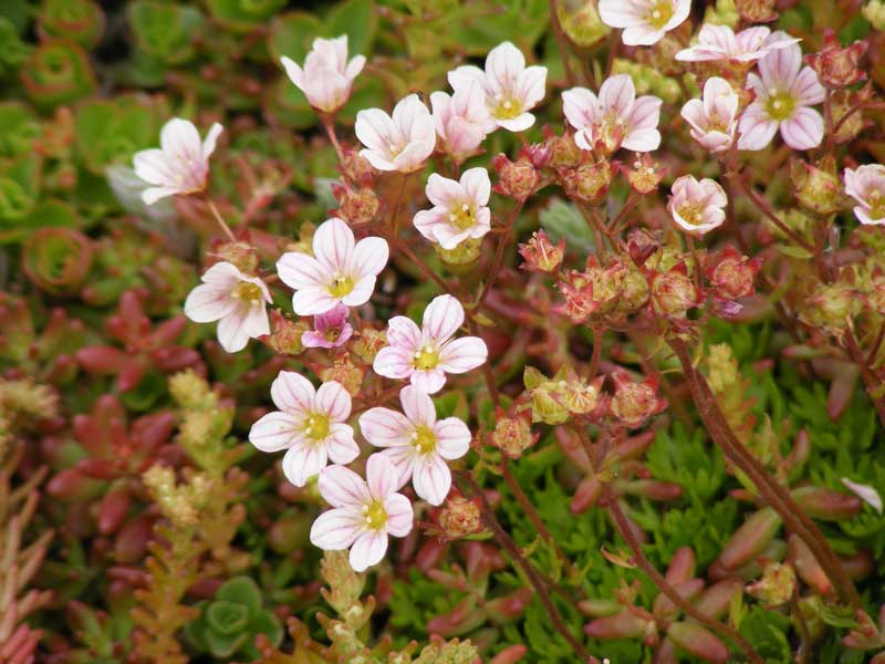 tiny pink flowers of saxifraga granulata - a popular green roof plant