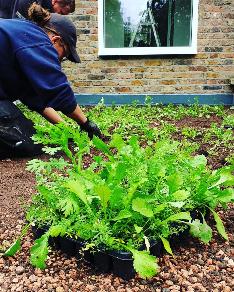 Planting a mix of wildflower plug plants on a living roof. Image credit to Brigeman and Brigeman