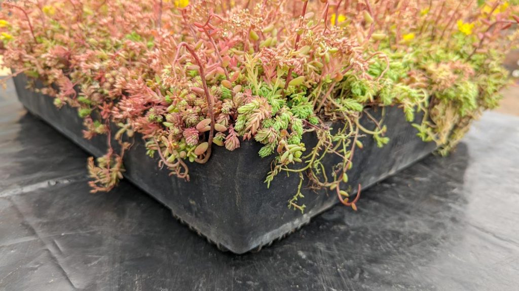 a modular tray like this one is a convenient way to establish plants onto a green roof