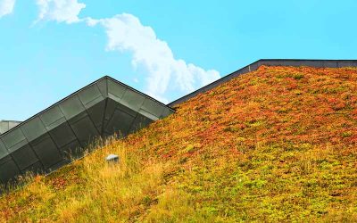 New Fire Safety Guidance for Green Roofs