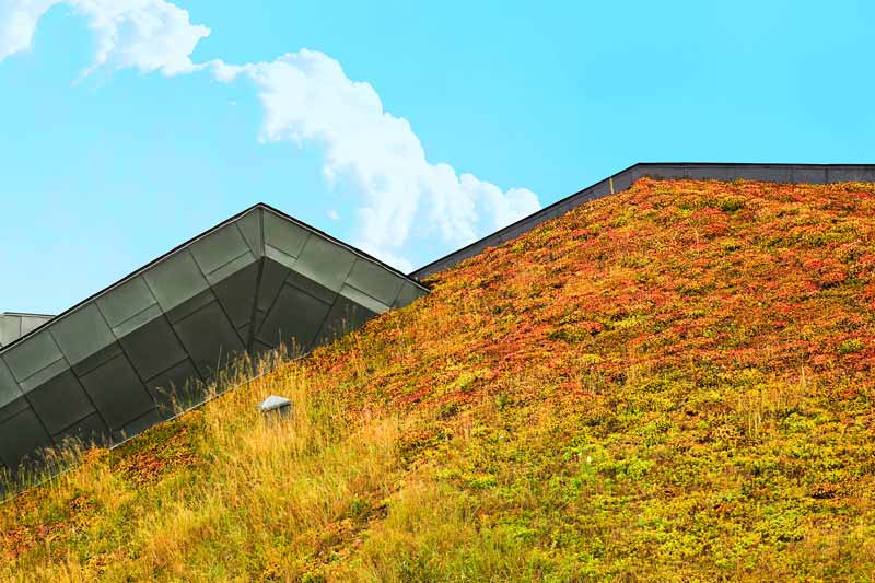 living sedum roof showing slight redness in the vegetation due to drought stress